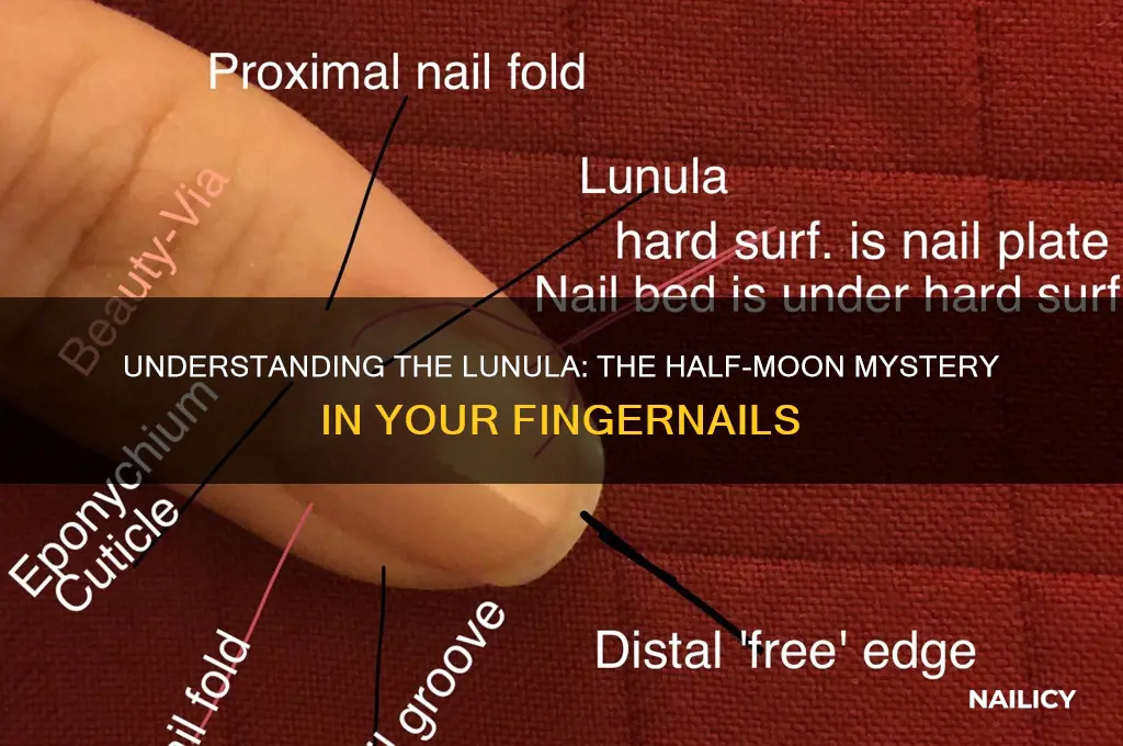 what is lunula in nail