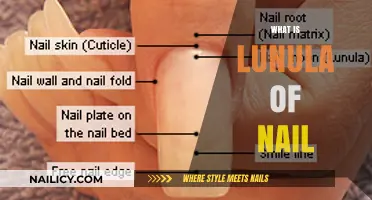 Understanding the Lunula: The Half-Moon Mystery on Your Fingernails