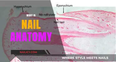 Understanding Nail Anatomy: Structure, Function, and Health Essentials