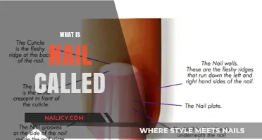 Understanding the Anatomy: What is the Nail Called and Its Functions