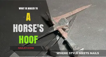Understanding Horse Shoes: What’s Nailed to a Horse’s Hoof and Why