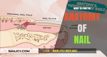 Understanding the Detailed Anatomy of Nails: Structure and Function Explained