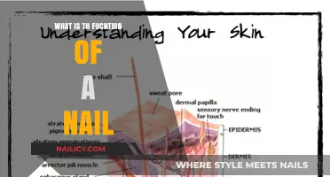 Understanding the Essential Function of Nails in Human Anatomy