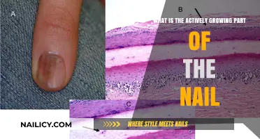 Nail Matrix: Understanding the Root of Nail Growth