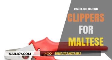 Top Nail Clippers for Maltese: Grooming Essentials for Tiny Paws