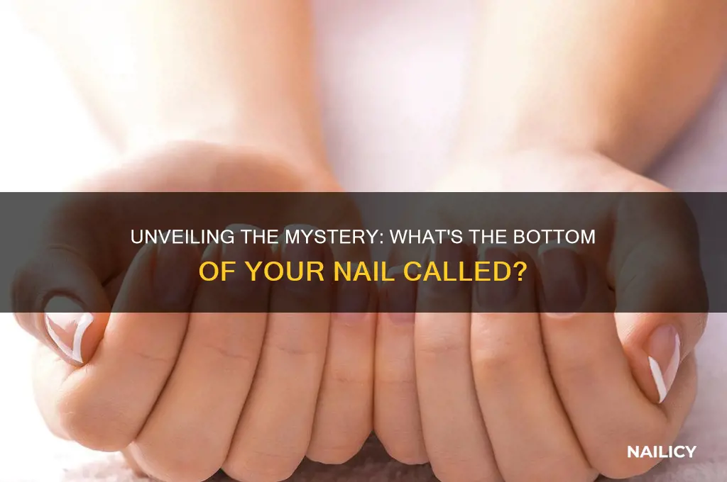 what is the bottom of your nail called