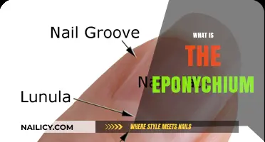 Understanding the Eponychium: Essential Role in Nail Health Explained