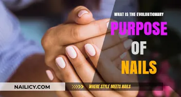 Unveiling the Evolutionary Role and Purpose of Human Nails