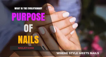 Unveiling the Evolutionary Role of Nails in Human Survival