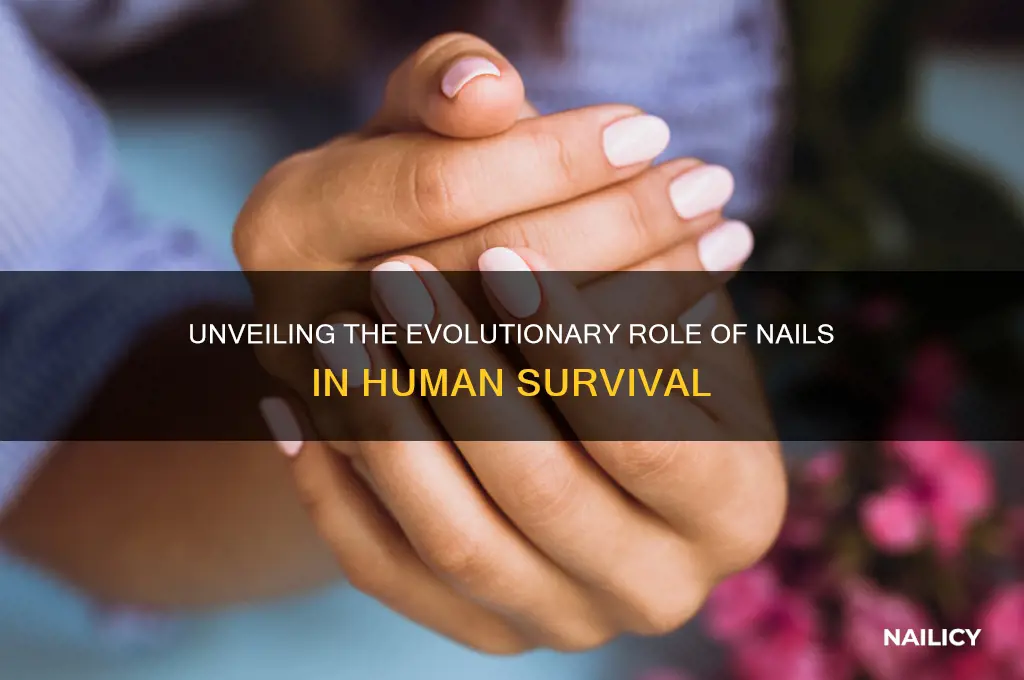 what is the evolutionary purpose of nails