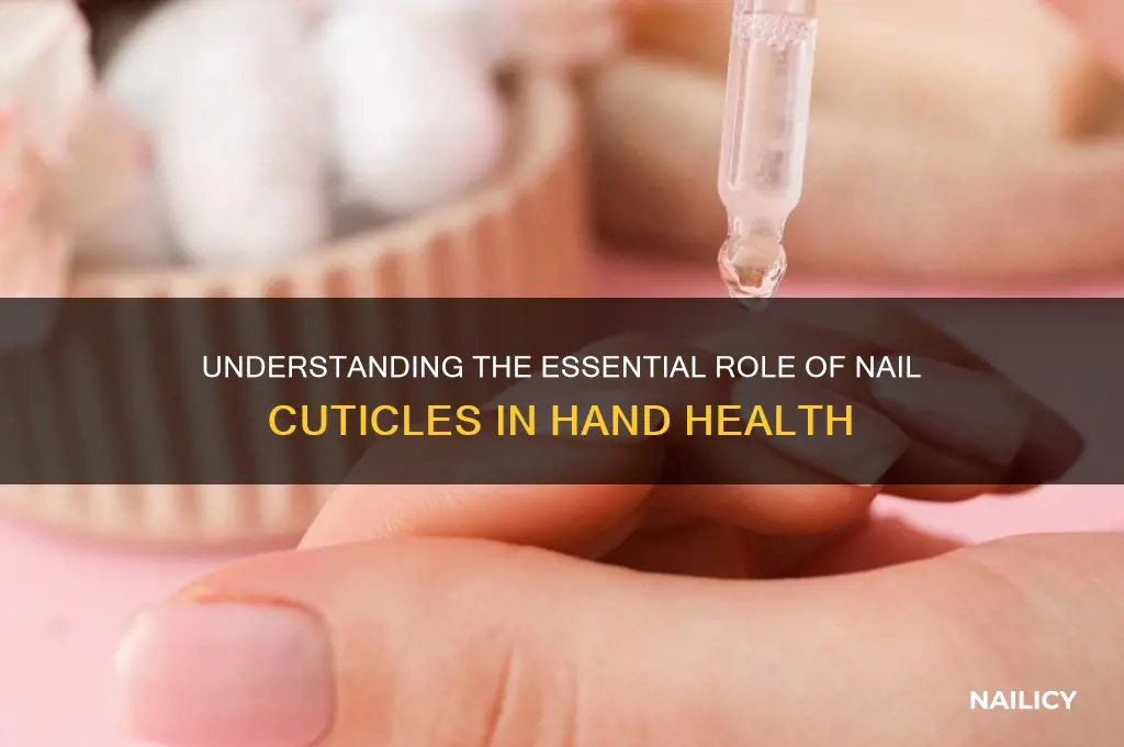 what is the function of a nail cuticle