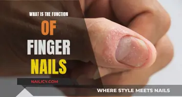 The Evolutionary Purpose of Finger Nails