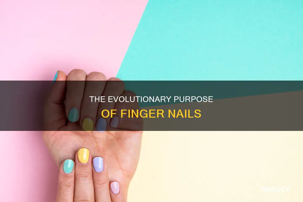what is the function of finger nails