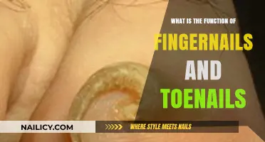 The Surprising Purpose of Fingernails and Toenails: Unveiling Their Function