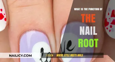 Understanding the Nail Root: Its Vital Function and Importance Explained