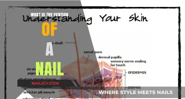 Understanding the Essential Role and Function of Nails in Daily Life