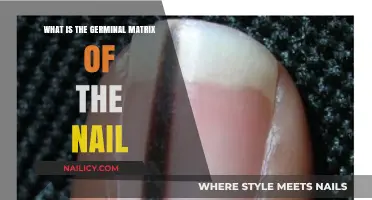 Understanding the Germinal Matrix: The Nail's Growth Engine Explained
