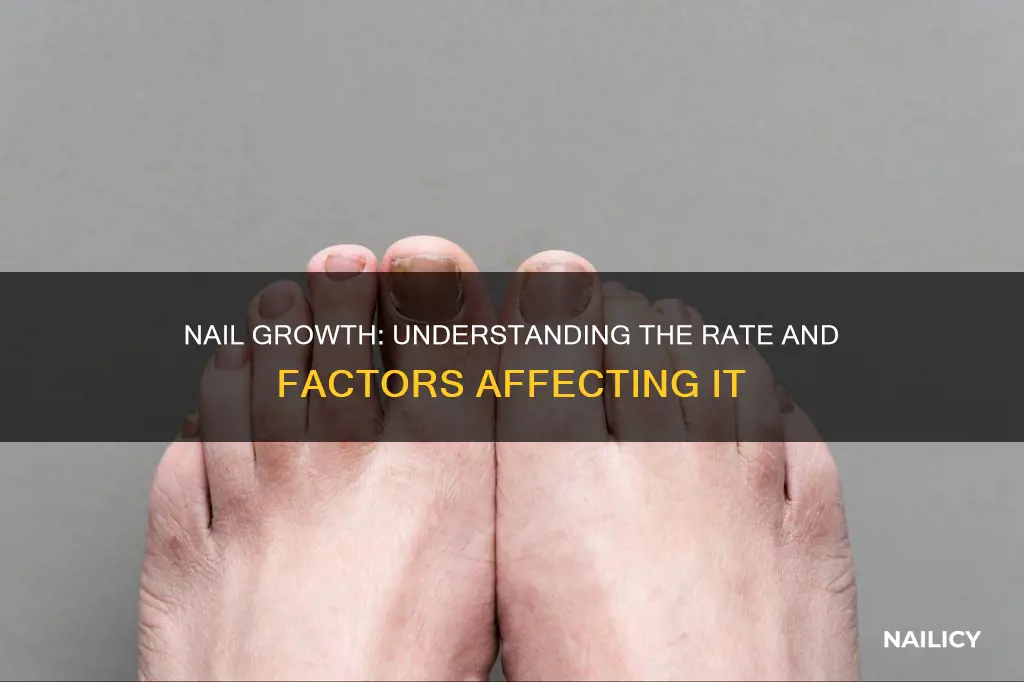 what is the growth rate of finger nails