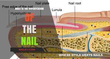 Understanding the Hyponychium: The Nail's Hidden Protective Barrier Explained