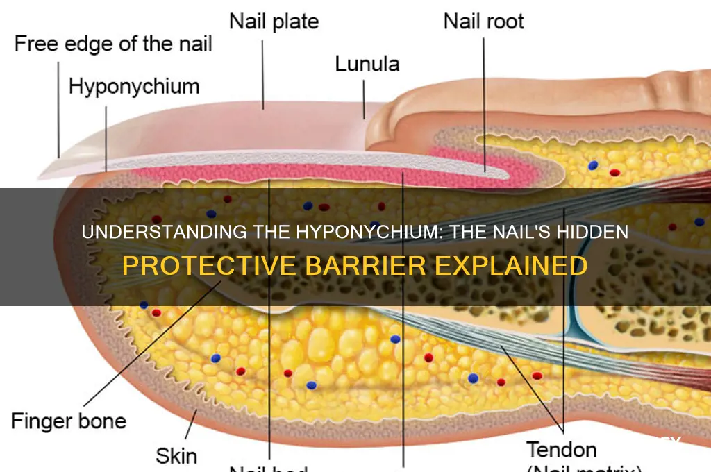 what is the hyponychium of the nail
