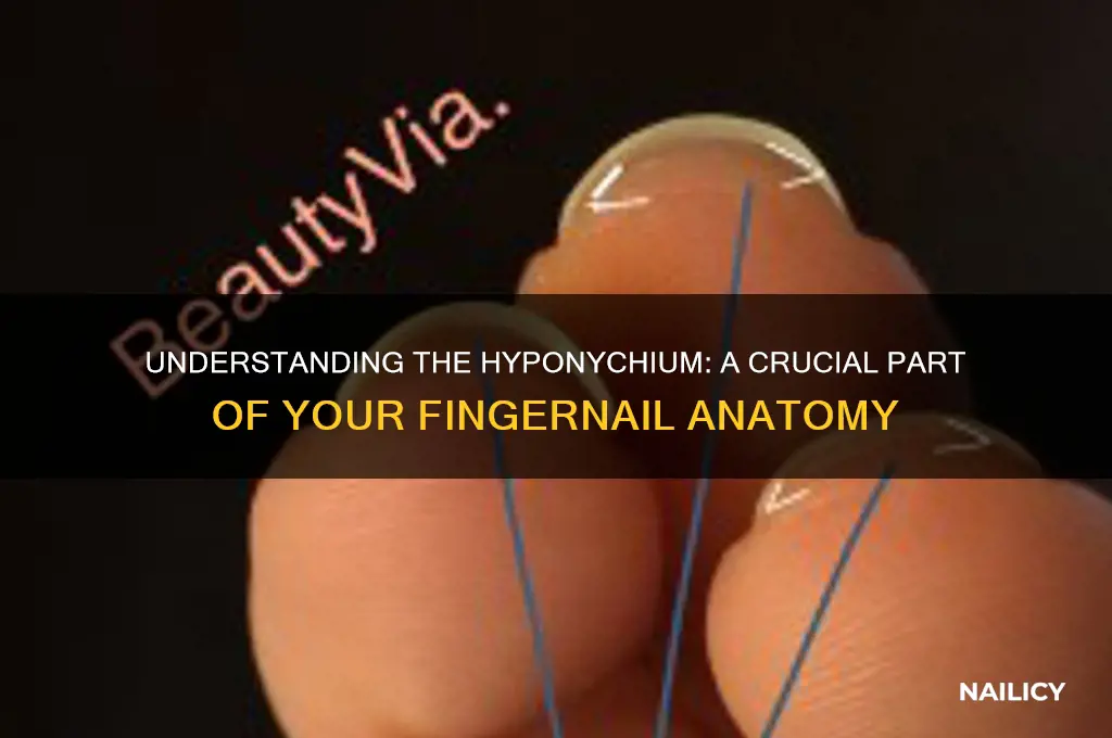 what is the hyponychium