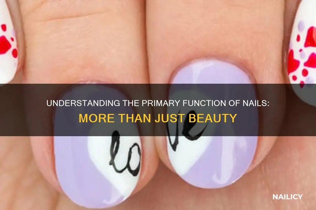 what is the main funtion of the nails