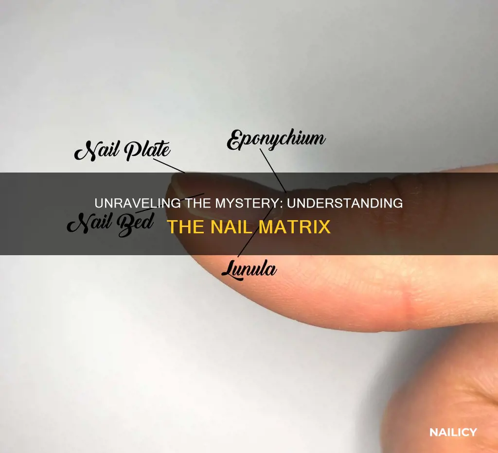 what is the meaning nail matrix