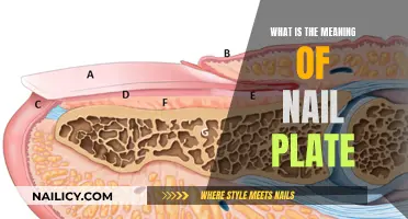 Understanding the Role of the Nail Plate