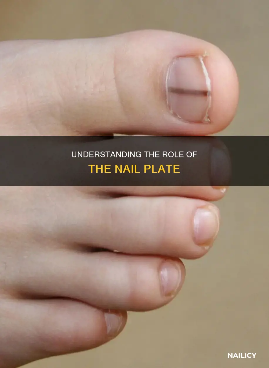 what is the meaning of nail plate