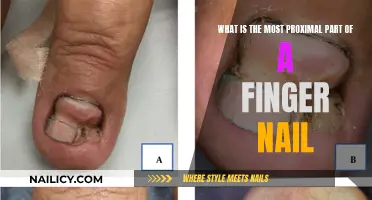 Unveiling the Mystery: The Closest Part of Your Fingernail