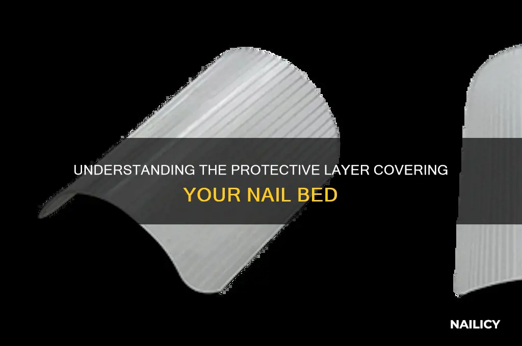 what is the nail bed covered by