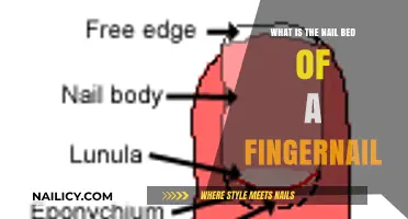 Understanding the Nail Bed: The Foundation of Healthy Fingernails