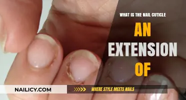 Understanding the Nail Cuticle: An Extension of the Epidermis Explained