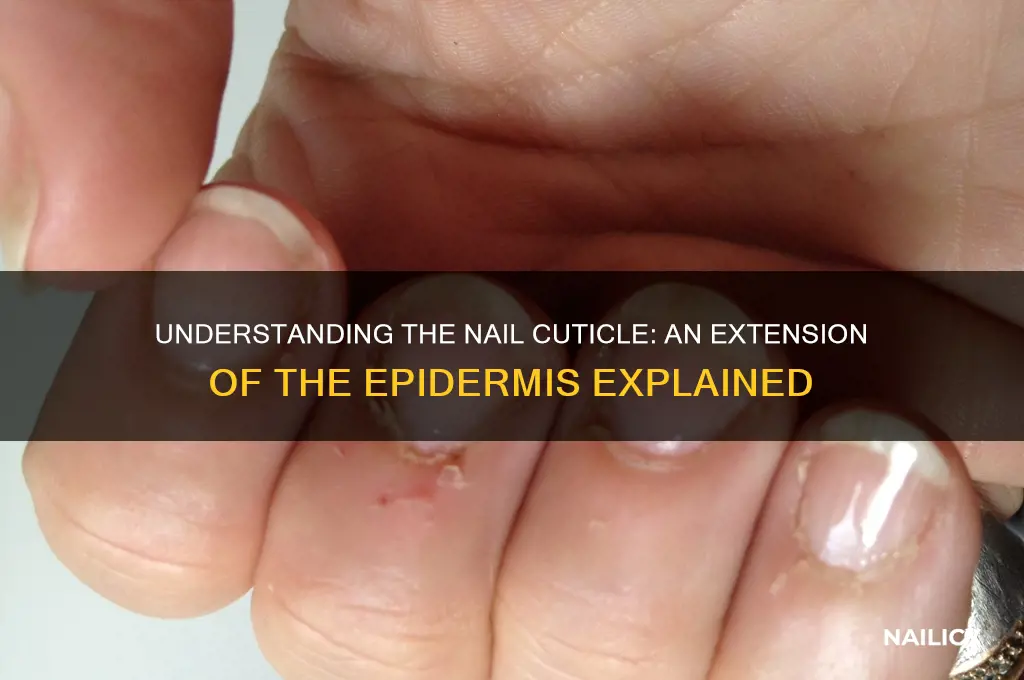 what is the nail cuticle an extension of