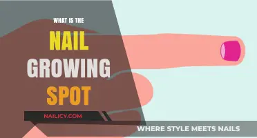 Where Do Nails Grow From?