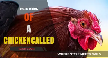 What’s the Nail of a Chicken Called? Unveiling the Spur Mystery