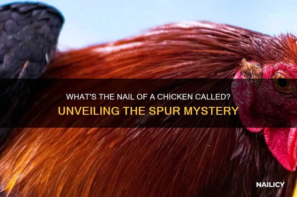 what is the nail of a chickencalled