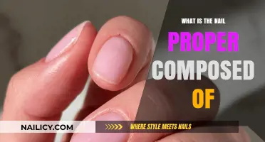 Understanding the Nail Proper: Composition and Structure Explained