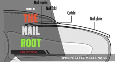 Understanding the Nail Root: Structure, Function, and Importance Explained