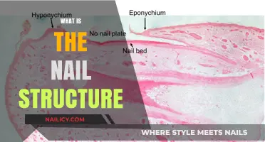 Understanding the Complex Anatomy of Human Nail Structure