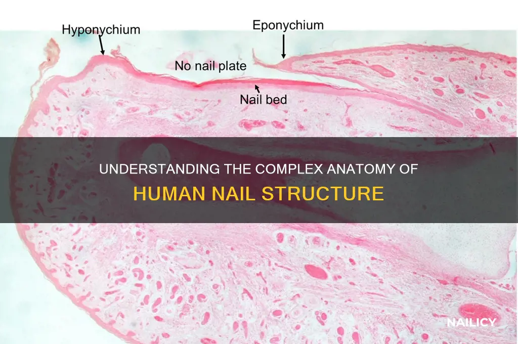 what is the nail structure