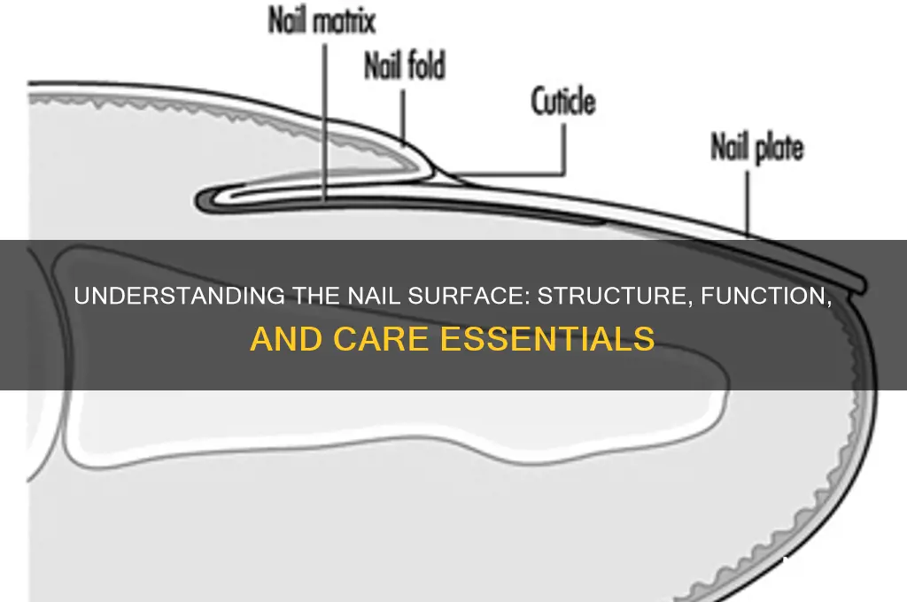 what is the nail surface