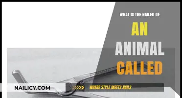 Understanding the Unique Name for an Animal's Hoof or Claw