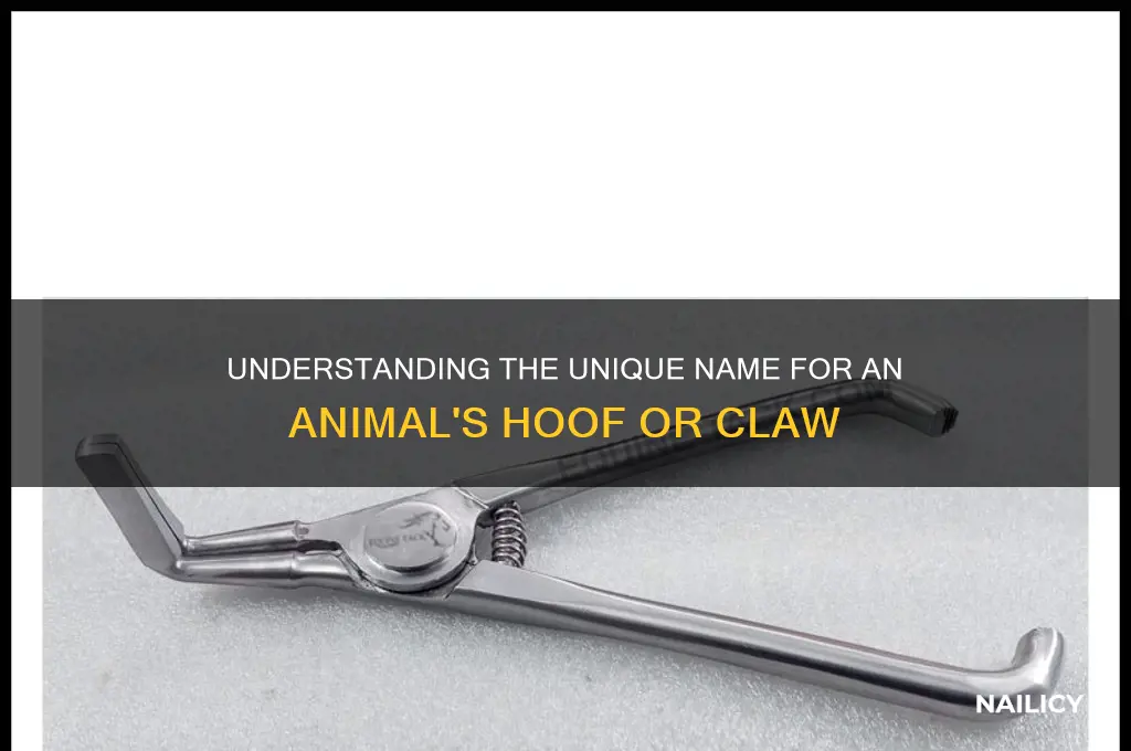 what is the nailed of an animal called