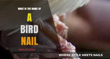 Unveiling the Mystery: What is the Name of a Bird's Nail?