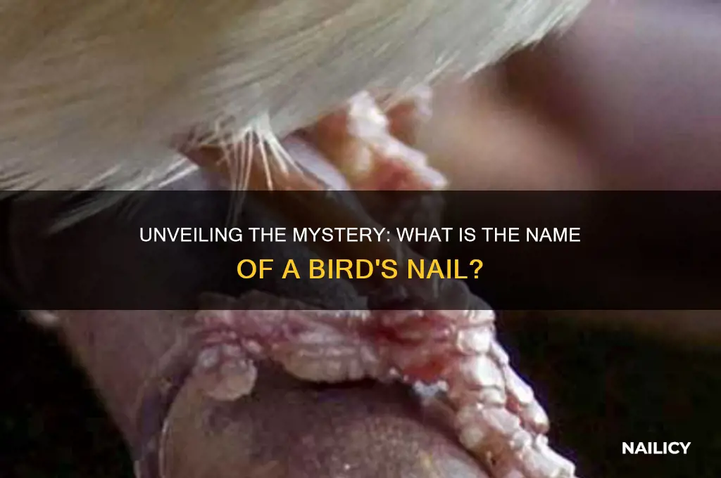 what is the name of a bird nail