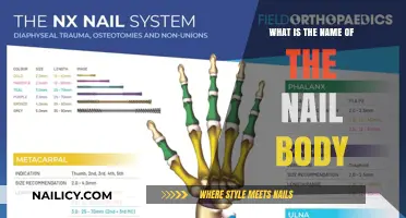Understanding the Nail Anatomy: What is the Nail Body Called?