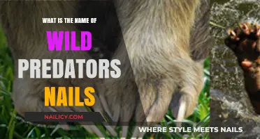 Wild Predators' Nails: Unveiling the Name of Their Sharp Claws