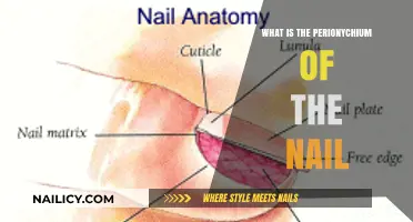 Understanding the Perionychium: The Nail's Protective Barrier Explained