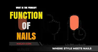 Understanding the Primary Function of Nails: Protection and Manipulation Explained